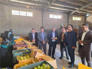 خريد توافقي هزار و 100 تن سيب از باغداران شهرستانهاي بويراحمد، دنا و مارگون