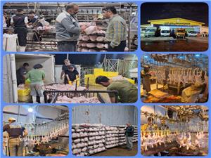 بازرسي ميداني از کشتارگاه بابل طيور براي شفافيت توزيع مرغ يارانه اي