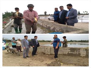 آغاز فصل صيد ماهيان گرمابي در آببندانهاي بابل؛ پيش بيني صيد 12 هزار تن ماهي گرمابي