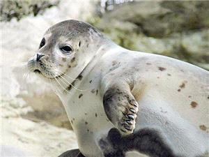 شمار تلفات فوک خزري در سواحل مازندران به 49 قلاده رسيد