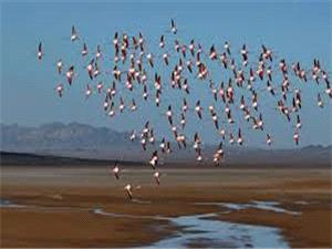 آغاز مهاجرت پرندگان به اصفهان