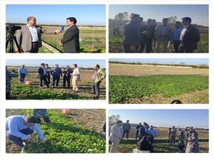 بازديد از مزرعه سبزيکاري 5 هکتاري در بابل؛ محرکي براي اشتغالزايي مستقيم و غيرمستقيم 33 نفر