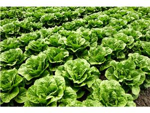 65 هکتار کاهو در مزارع قائم شهر کشت شد /پيش بيني توليد 165 تني