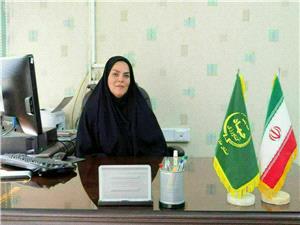 کشت 529 هکتار سير خشک و تر در مزارع قائم شهر /پيش بيني توليد 3800 تني