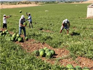 کشاورزان یونانی در اعتراض به تأخیر پرداخت کمکهای اتحادیه اروپا دست به اعتراض زدند
