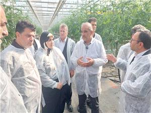 بازديد کميسيون کشاورزي از گلخانه کشت و صنعت ماهوردشت