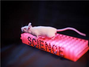 دراسه روسیه تکشف تأثیرا خطیرا لمضاد الاکتئاب فلوکسیتین على خصوبه الإناث