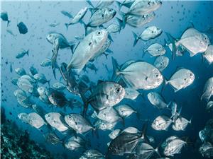 دوله عربیه فی طلیعه المنظومه العالمیه لمعالجه وتصدیر السردین