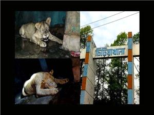 Is this the wildlife experience we want? Bangladesh’s Mirpur Zoo is failing its animals