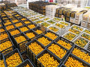 China’s Nanfeng mandarins are going global