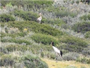 Nepal ornithologists confirm first breeding of black-necked cranes
