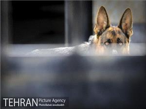 کلینیکهای سیار عقیمسازی سگهای ولگرد در مناطق حاشیهای تهران مستقر میشود