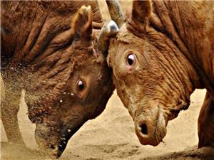 Tradition or animal abuse? Korean bullfighting faces reckoning in parliament