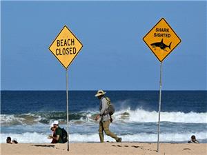 Racing towards great white sharks in Australia