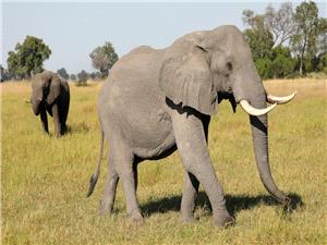 Why are conservationists alarmed about Botswana’s biggest elephant hunt?