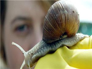 تکنولوجیا روسیه صدیقه للبیئه تعید تدویر نفایات الرخویات لتنقیه المیاه