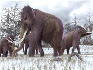 اکتشاف مفاجئ یغیر فهمنا لوجود الماموث فی العصر الحدیث