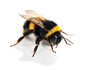 دراسه تکشف أن المشاعر الإیجابیه تنتقل بصریا بین النحل الطنان وتؤثر فی سلوک المستعمره بالکامل