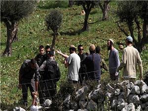 مستوطنون یشعلون النیران فی أشجار زیتون بقریه برقا برام الله (فیدیو)