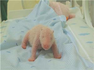 Indonesia welcomes first panda born in the country