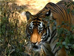 Nepal starts tiger census to track recovery