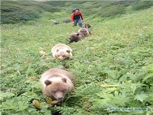 دراسه: الدببه الإیطالیه أصبحت أصغر حجما وأقل عدوانیه بفعل التعایش مع الإنسان