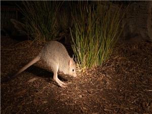 اکتشاف أحفوری لنوع جدید من الکنغر فی أسترالیا