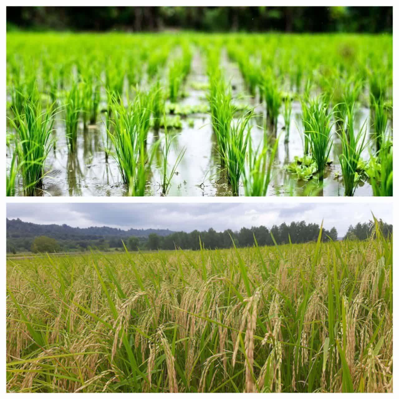 پيش‌بيني توليد بيش از 98 هزار تن از کشت مجدد و رتون در شاليزارهاي بابل