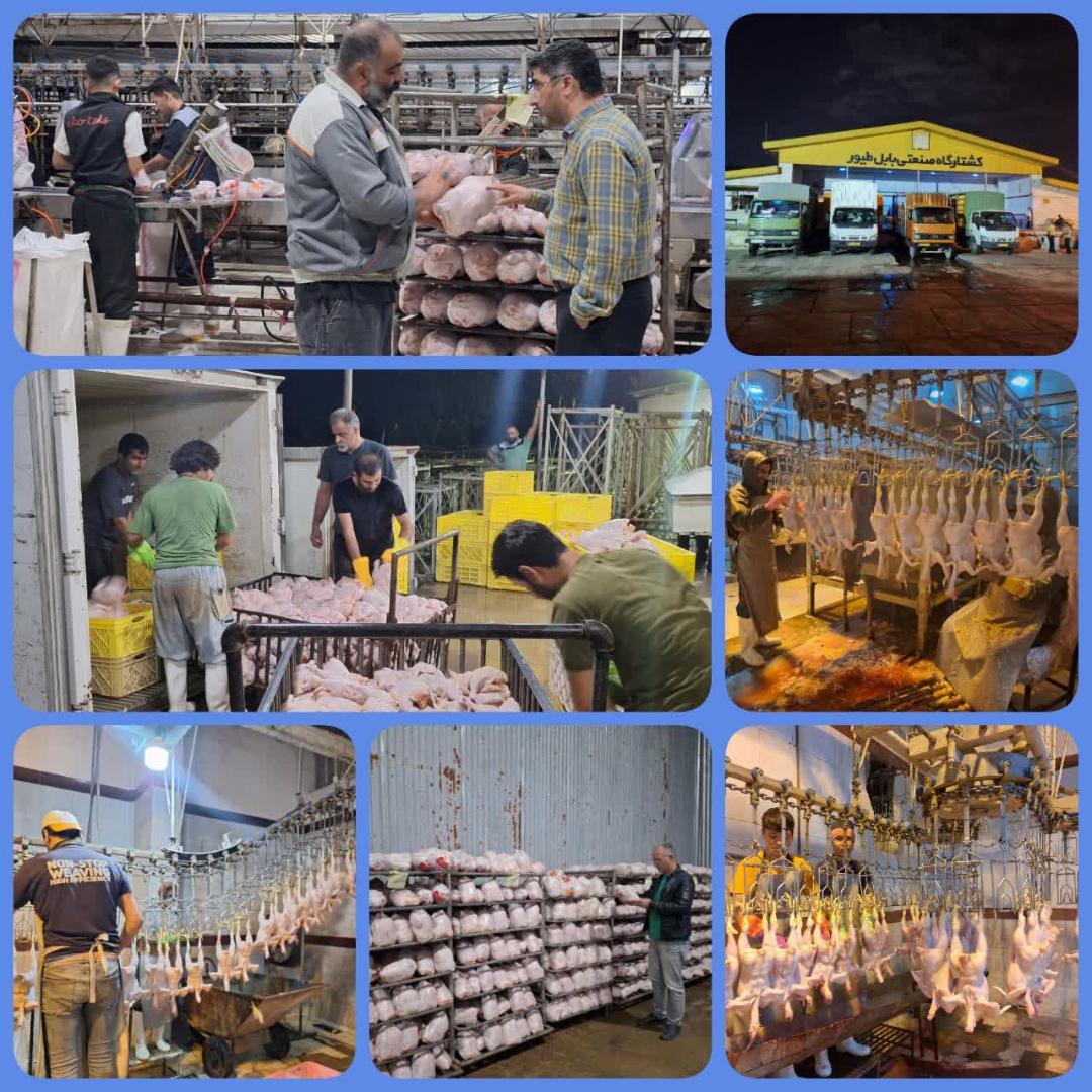 بازرسي ميداني از کشتارگاه بابل طيور براي شفافيت توزيع مرغ يارانه اي