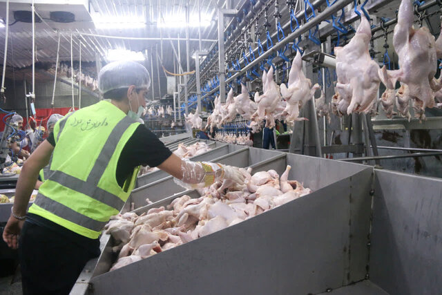 افزايش توليد مرغ در ايلام