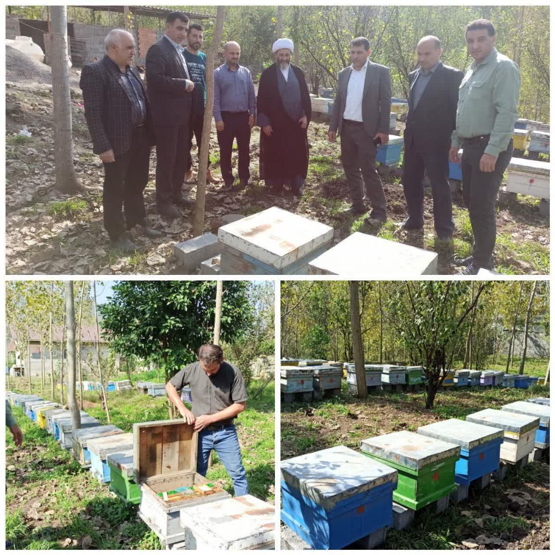 حمايت و پايش مستمر؛ مدير جهاد کشاورزي بابل بر روند به‌روزرساني آمار زنبورداران نظارت مي‌کند
