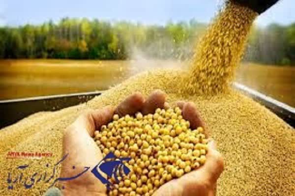 آغاز خرید تضمینی دانه سویا در گلستان با نرخ 43 هزار تومان