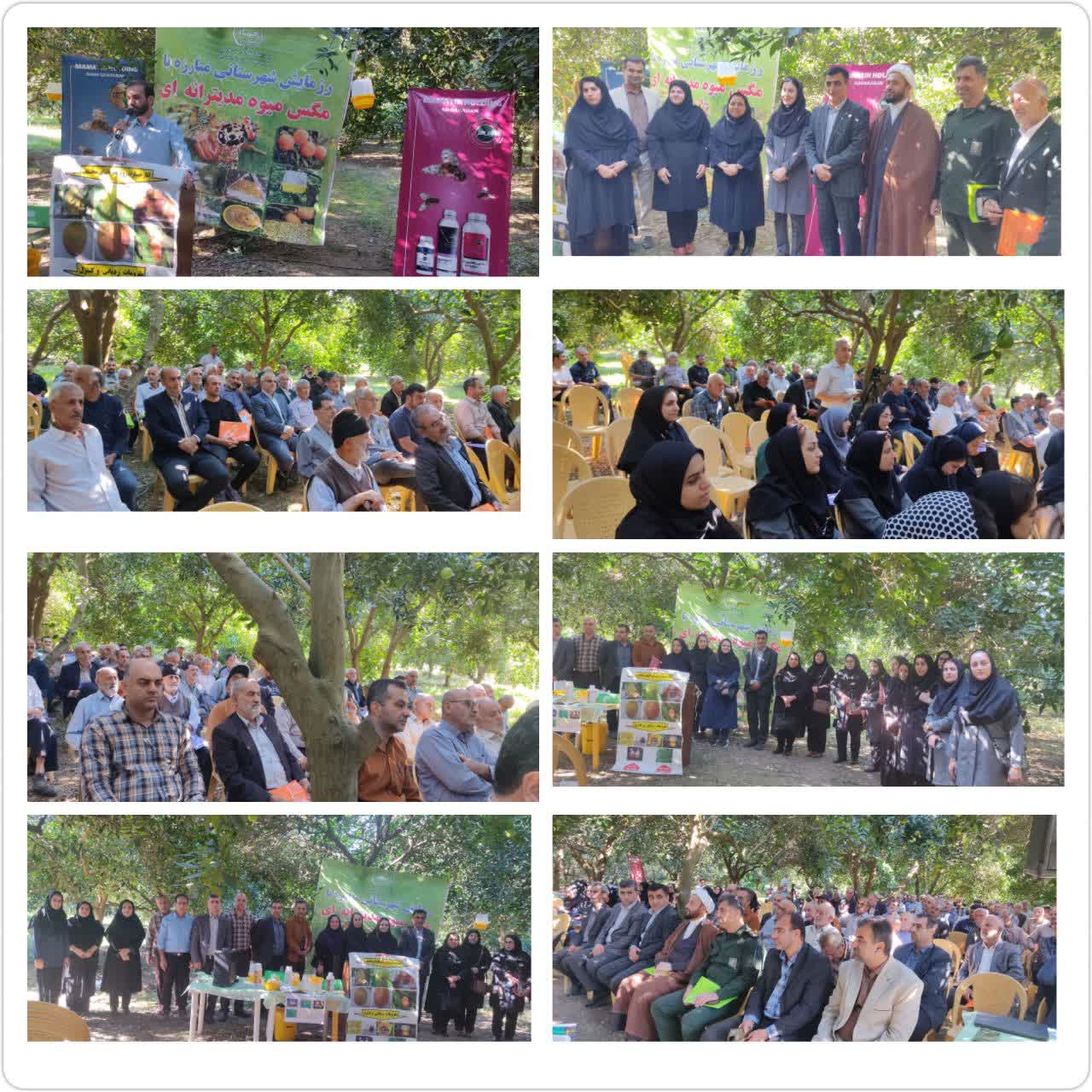 رزمايش شهرستاني مبارزه با مگس ميوه مديترانه اي در بابلکنار برگزار شد؛ کنترل آفت با روش‌هاي پيشرفته براي نجات باغات مرکبات