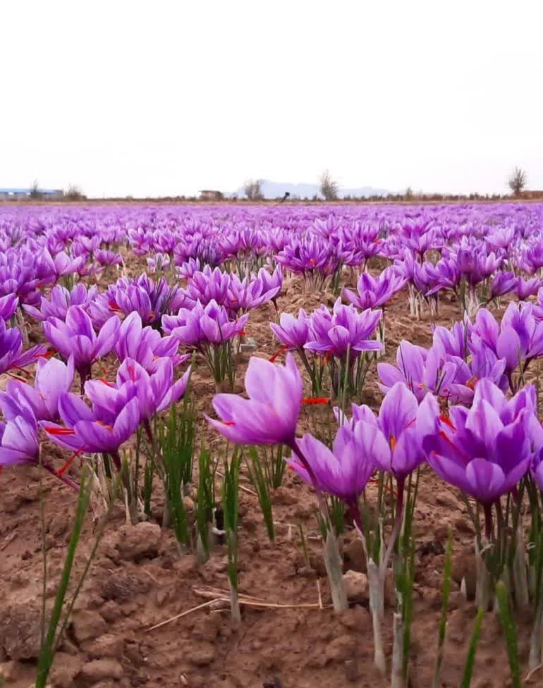 آغاز برداشت گل هاي آبي فام طلاي سرخ زعفران در نيشابور
