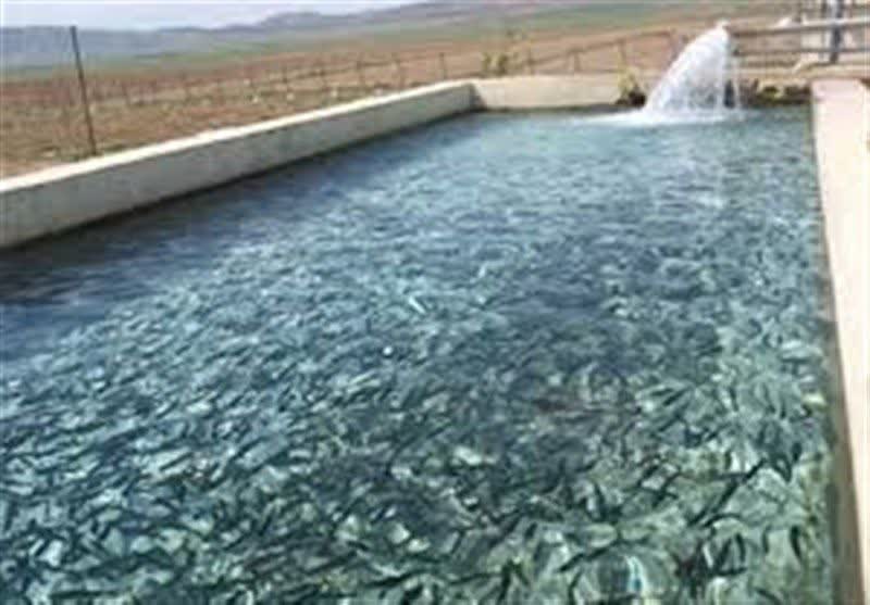 توليد بيش از 160 تن گوشت آبزيان در شهرستان ميان جلگه