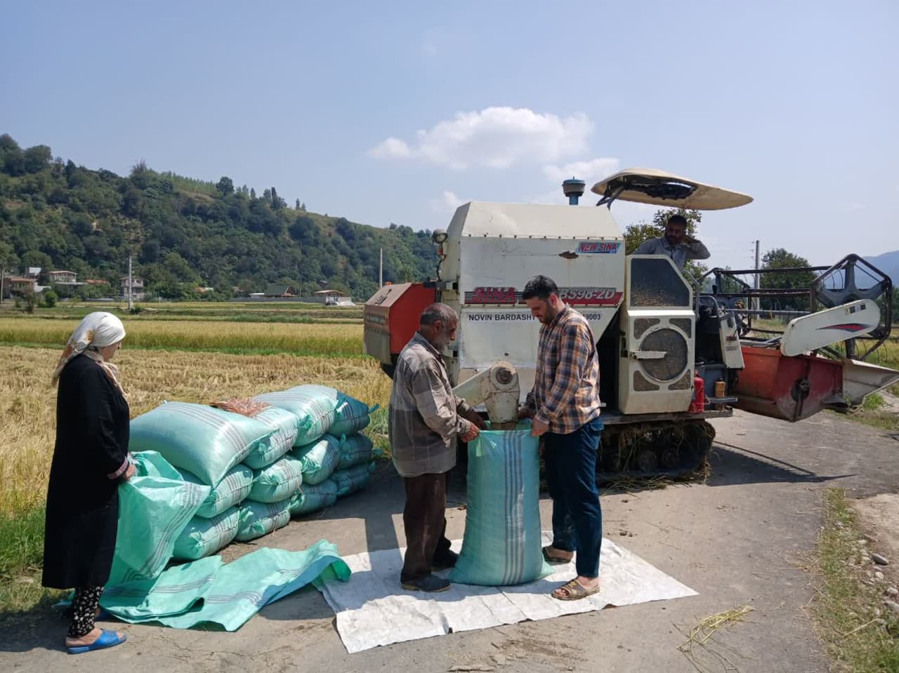 برداشت 40 درصدي محصول برنج از 21000 هکتار اراضي شاليزاري آمل در کشت مجدد