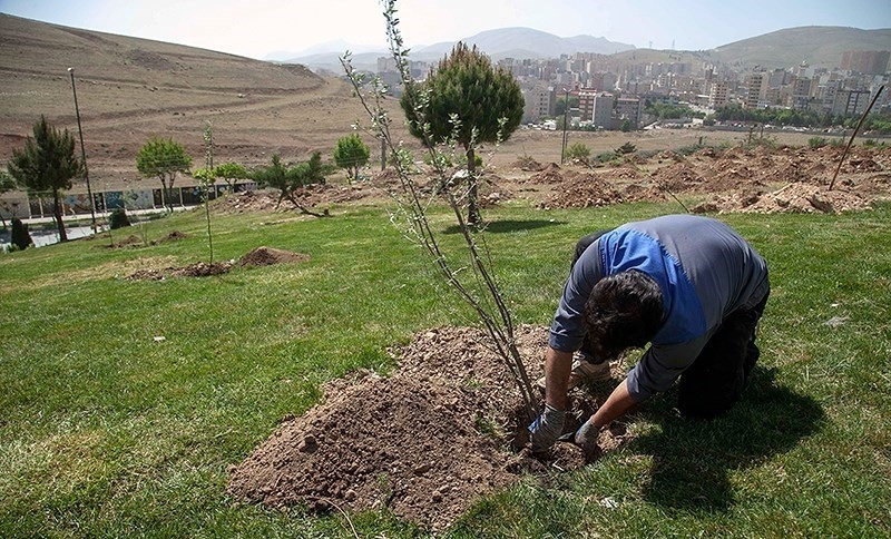 کاشت نهال به جاي حبس براي متهمان در استان کهگيلويه و بويراحمد