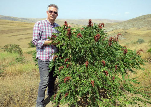 سماق قرمز هوراند برای نخستین‌بار در کشور از طریق کشت بافت به بار نشست