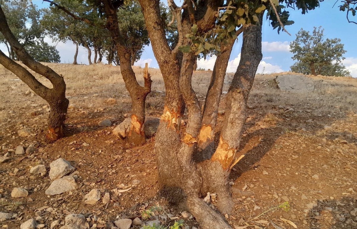 شناسايي عامل آسيب به درختان بلوط محدوده بيمارستان رازي شهر ايلام
