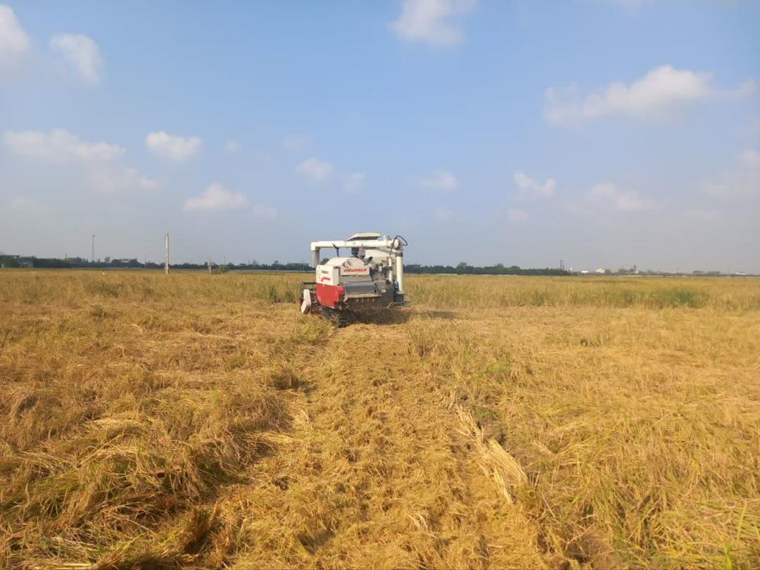 ? پايان برداشت مزارع کشت مجدد برنج در بابل
