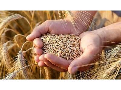 توزيع 185 تن بذر گندم در ميان کشاورزان شهرستان مياندورود