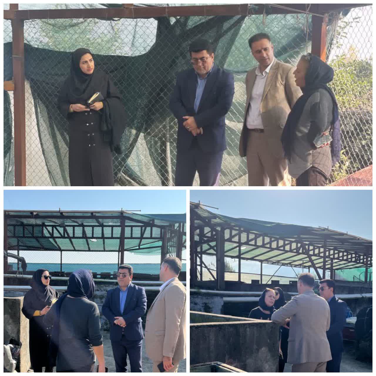 بازديد ميداني مسئولان ازمزرعه پرورش ماهي در روستاي بااوج‌خيل با هدف حمايت از توليدات شيلاتي