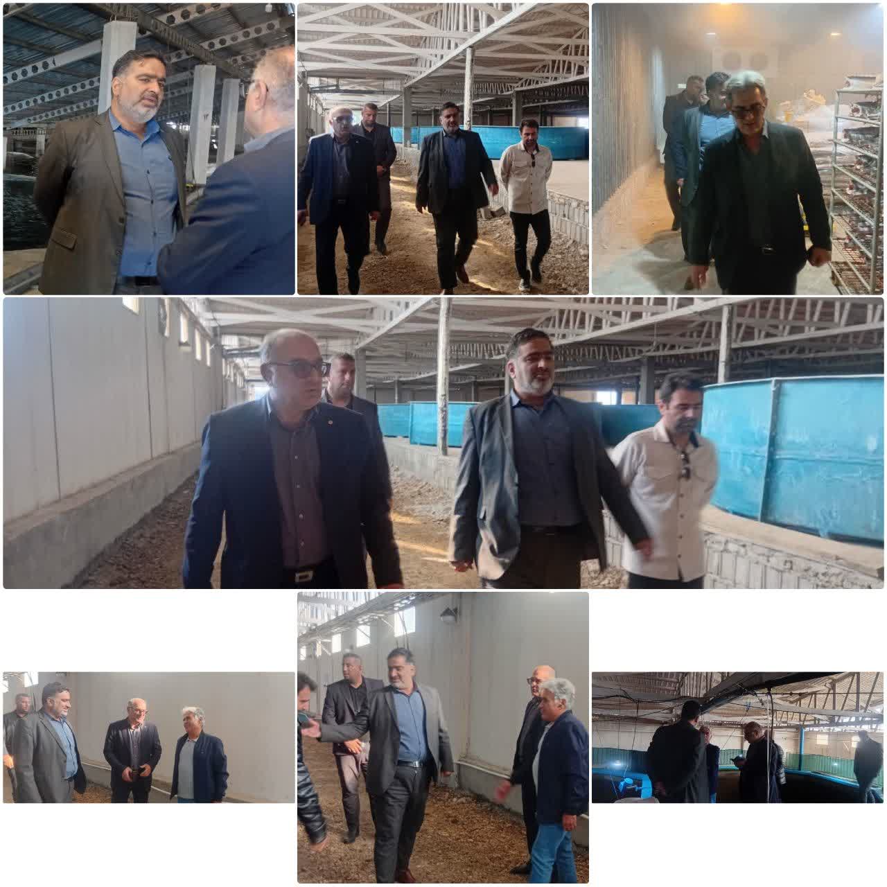 بررسي روند پرورش خاويار و بسته‌بندي آبزيان در مراکز توليدي مازندران