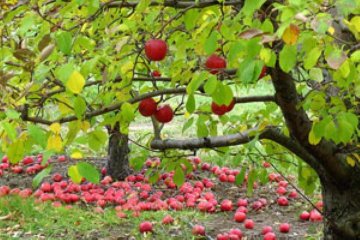 سهم 3.5 درصدی آذربایجان شرقی از باغداری كشور/ سهم 25 درصدی در تولید سیب