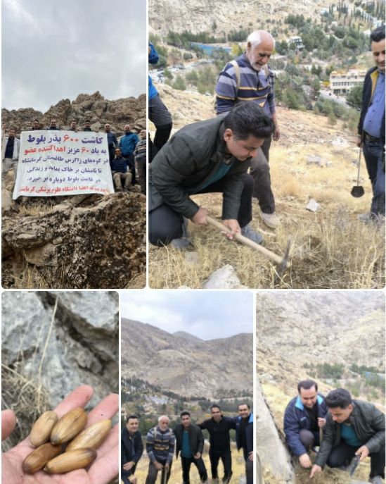 600 بذر بلوط در دامنه‌هاي طاق‌بستان به ياد 60 اهداکننده عضو استان کرمانشاه کاشته شد