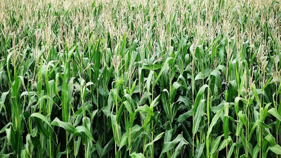 کيميائيون روس يبتکرون سمادا ثوريا