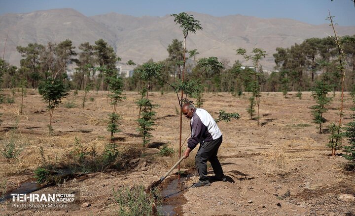 چيتگر احيا مي‌شود