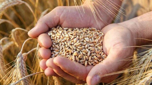 دولت در تعیین نرخ خرید گندم تعلل نکند