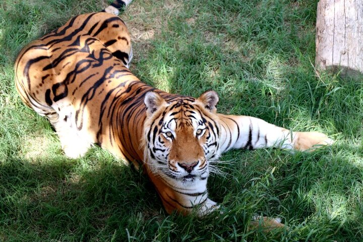 باغ وحش ارم 13 آبان رايگان است