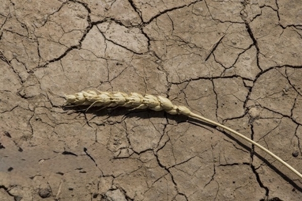 با عاملیت بانک کشاورزی انجام شد: آغاز مرحله اول پرداخت غرامت گندمکاران با واریز 1100 میلیارد تومان